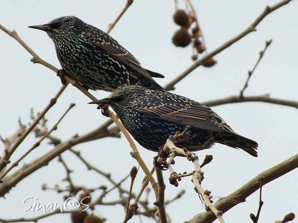 Starling 1 of...