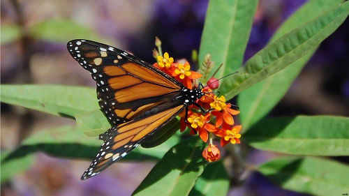 Monarch in color