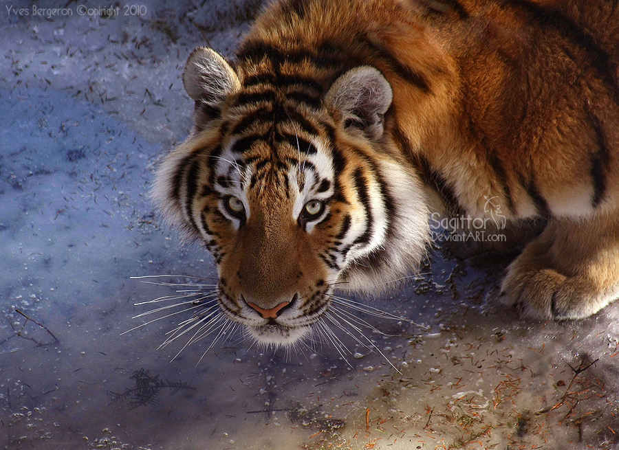 Amurshaya Tigress II