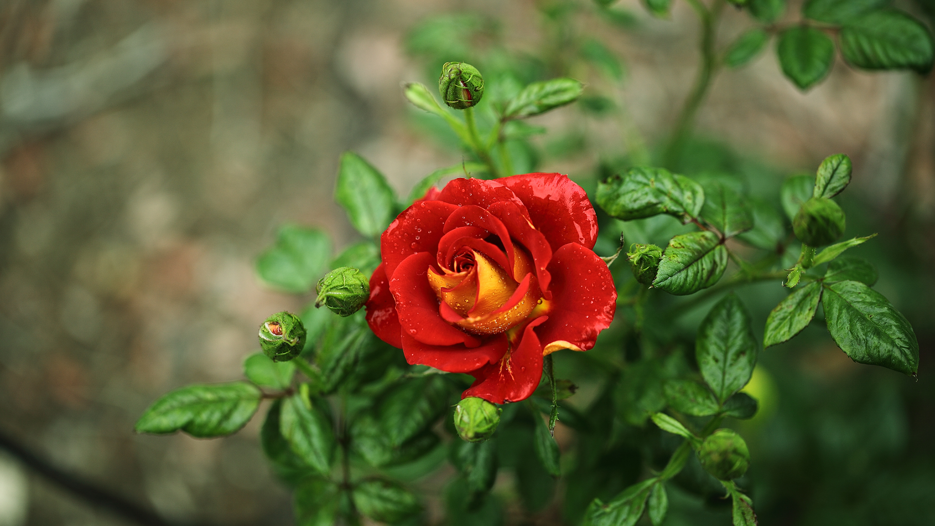 Fire rose