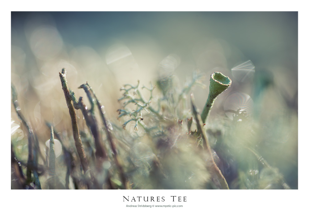 Natures Tee