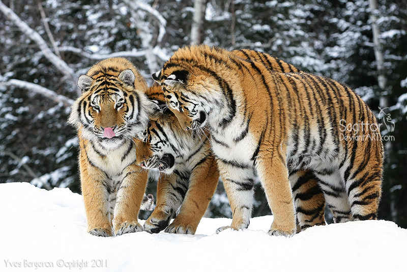 The Three Tigers