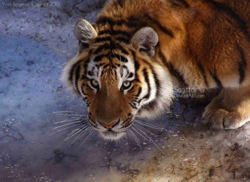 Amurshaya Tigress II