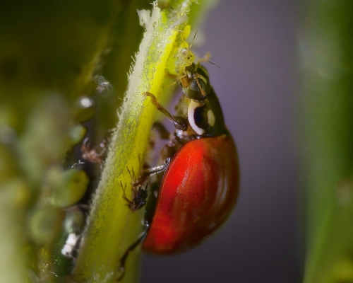 Death of an Aphid