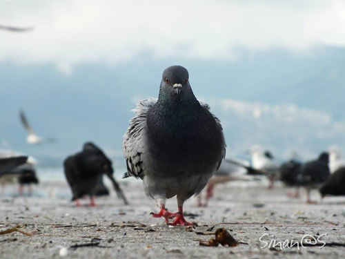 angry pigeon