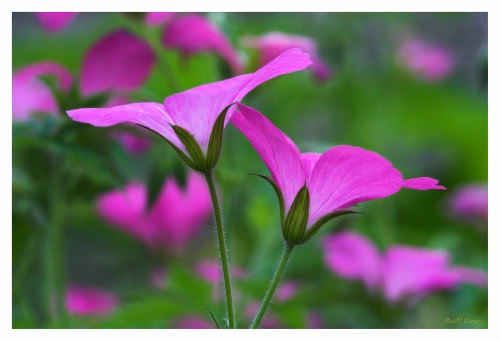 Geranium pink lg