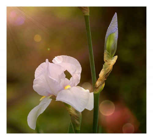 Iris flower lge