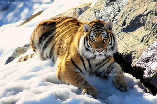Tiger Amurshaya II